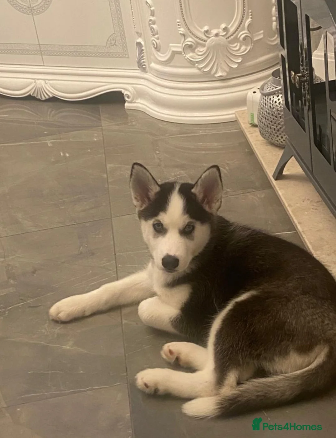 Siberian Husky dogs for sale: Husky Serbian  - Advert 9