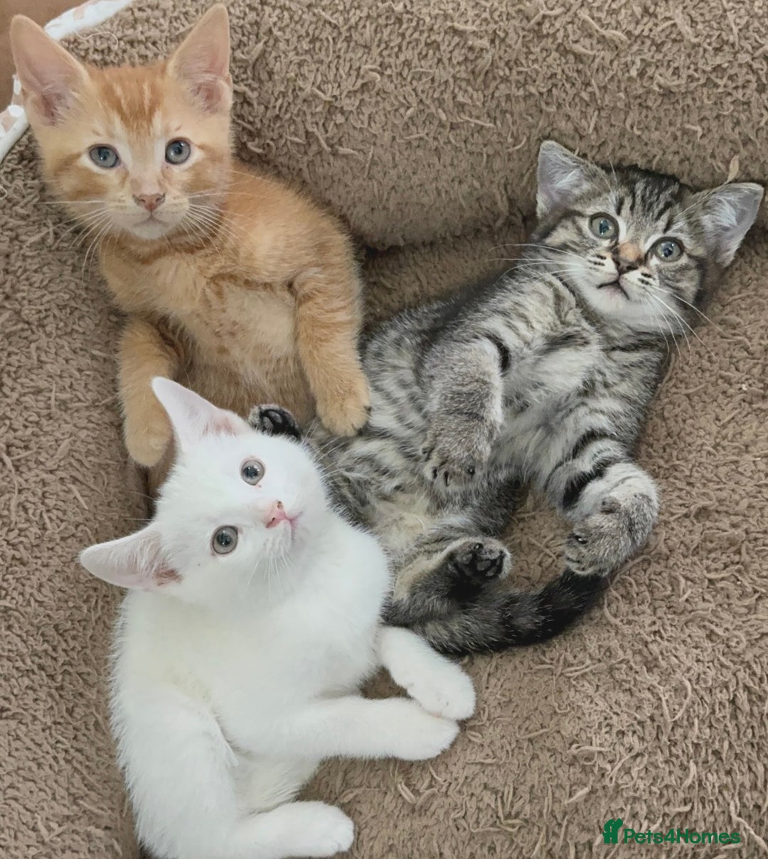 Mixed Breed cats for sale: Beautiful Kittens Ready for a Loving Home 🐾 - Advert 5