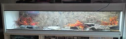 Leopard Gecko reptiles for sale: 2 leopard geckos and set up £150 in Basildon - Advert 9