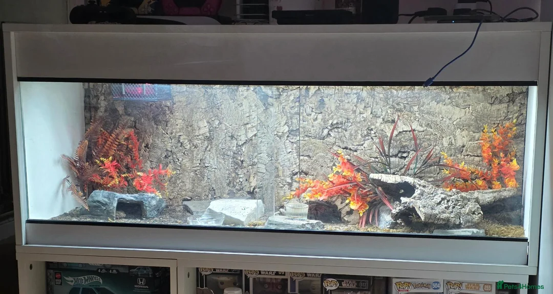 Leopard Gecko reptiles for sale: 2 leopard geckos and set up £150 in Basildon - Advert 9