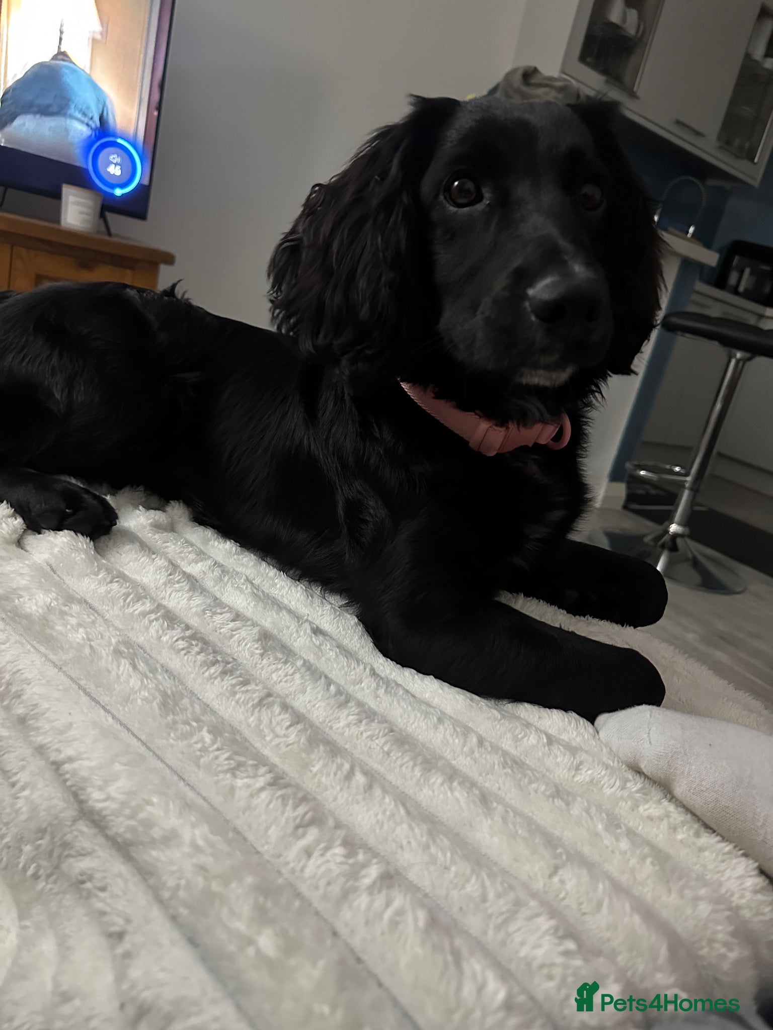 Cockapoo dogs for sale: 9 month old female cockapoo for sale. - Advert 2