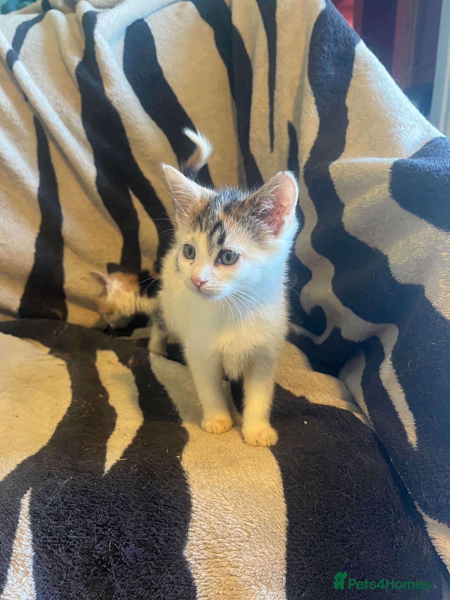 Mixed Breed cats Kittens looking for their forever homes  - Advert 2