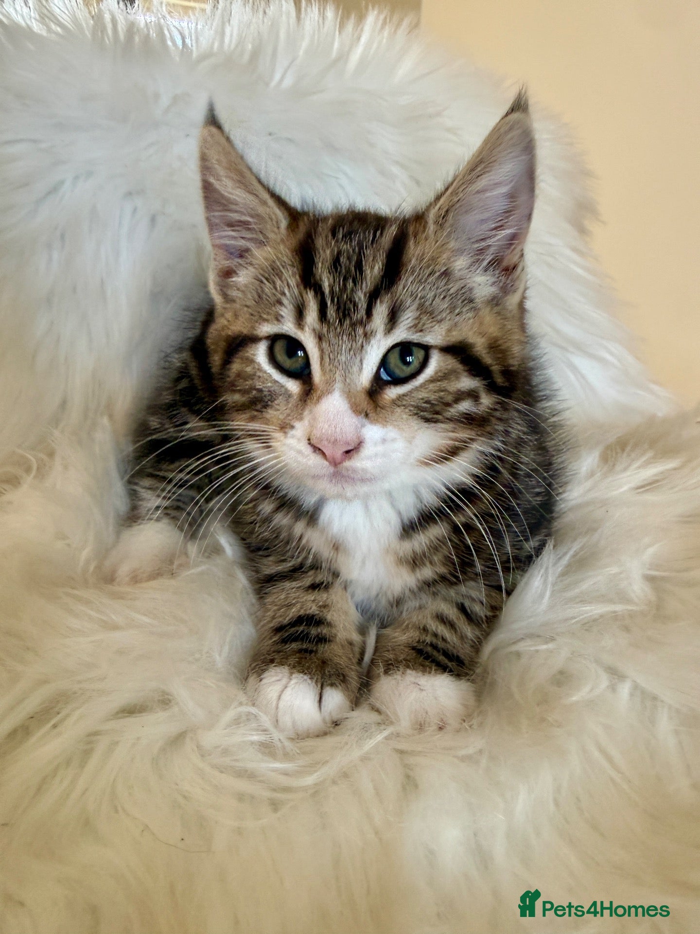 Maine Coon cats 🐾 Five Beautiful Maine Coon Cross Kittens - Advert 11