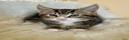 Maine Coon cats for sale: 🐾 Five Beautiful Maine Coon Cross Kittens - Advert 1
