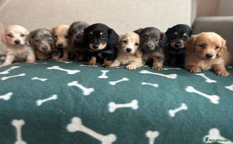 Miniature Dachshund dogs - Advert 1