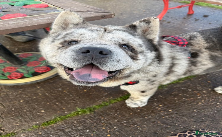 Chow Chow dogs Rare Smooth Coat Blue Merle for Stud - Advert 1