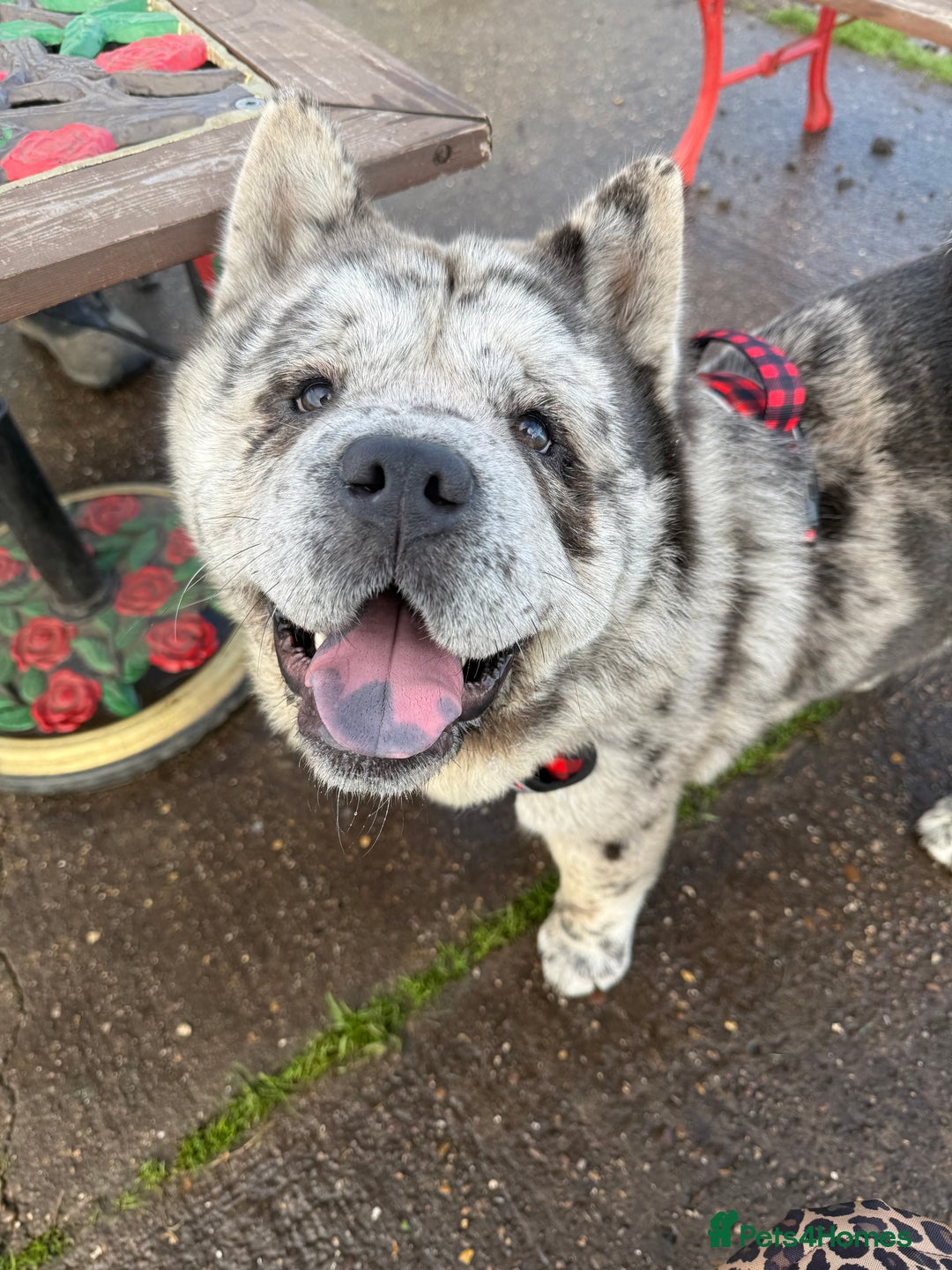 Chow Chow dogs for stud: Rare Smooth Coat Blue Merle for Stud - Advert 1