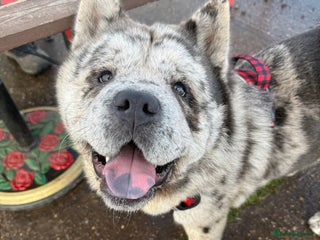 Chow Chow dogs for stud: Rare Smooth Coat Blue Merle for Stud - Advert 1