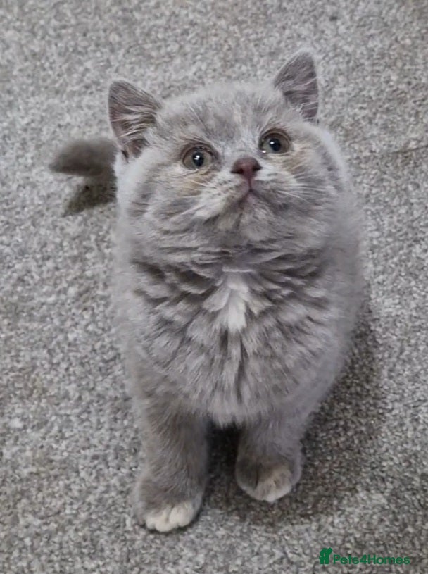British Shorthair cats Lilac tortie female kitten - Advert 1