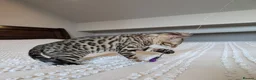 Bengal cats for sale: 🖤🩶🤍 BEAUTIFUL BENGAL KITTENS 🤍🩶🖤 - Advert 8