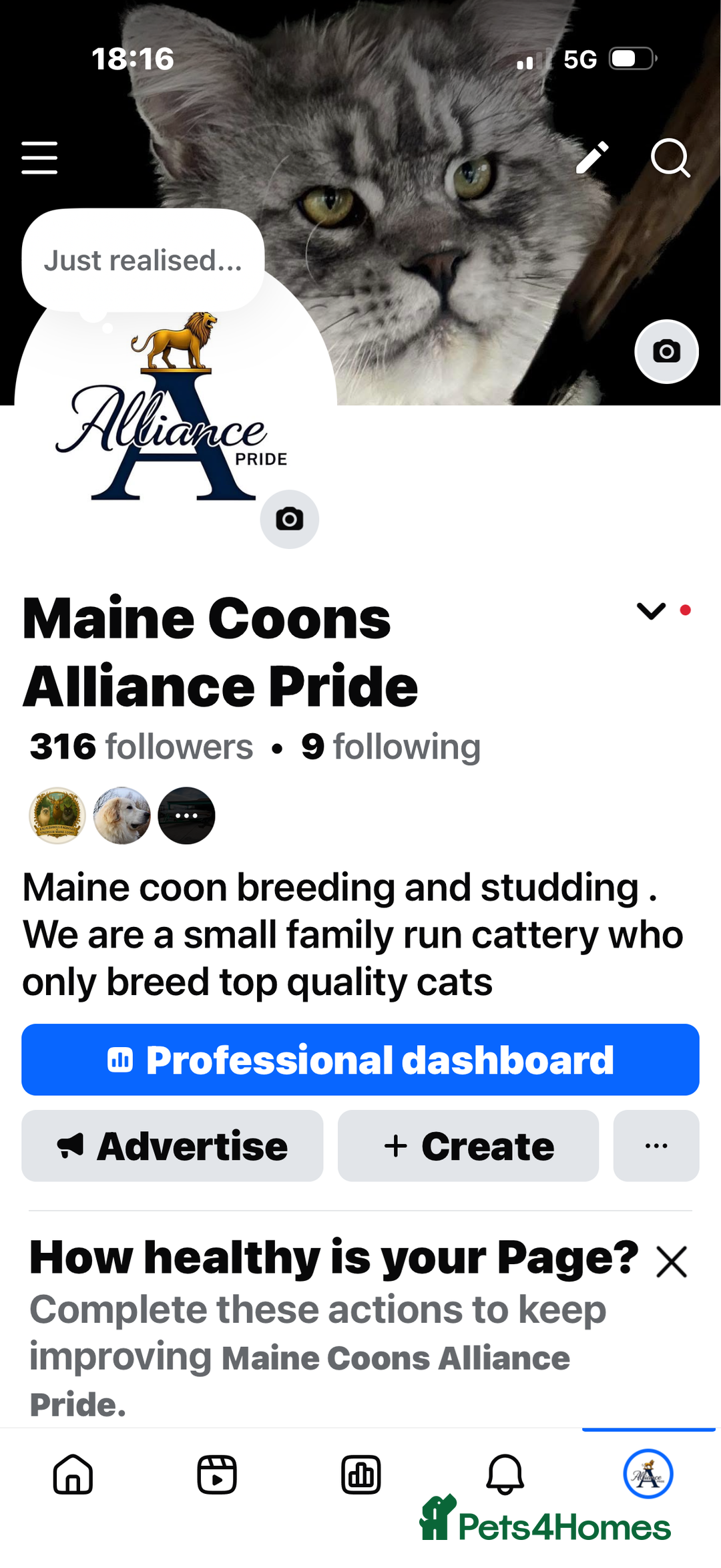 Maine Coon cats for sale: Ready to leave quality Maine coon kittens - Advert 32