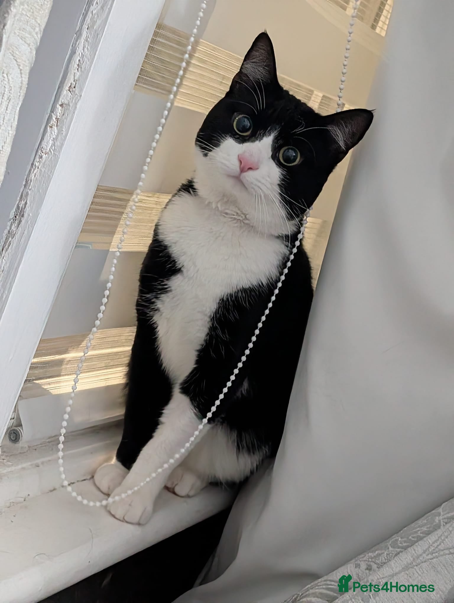 American Shorthair cats Tuxedo Style Cat  - Advert 1