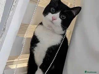 American Shorthair cats Tuxedo Style Cat - Advert 1