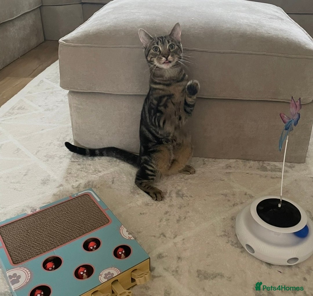 Mixed Breed cats for sale: Milo  - Advert 6