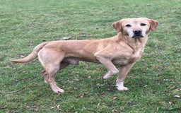 Labrador Retriever dogs for sale: Stunning Working bred yellow Labs Raised in home - Image 10