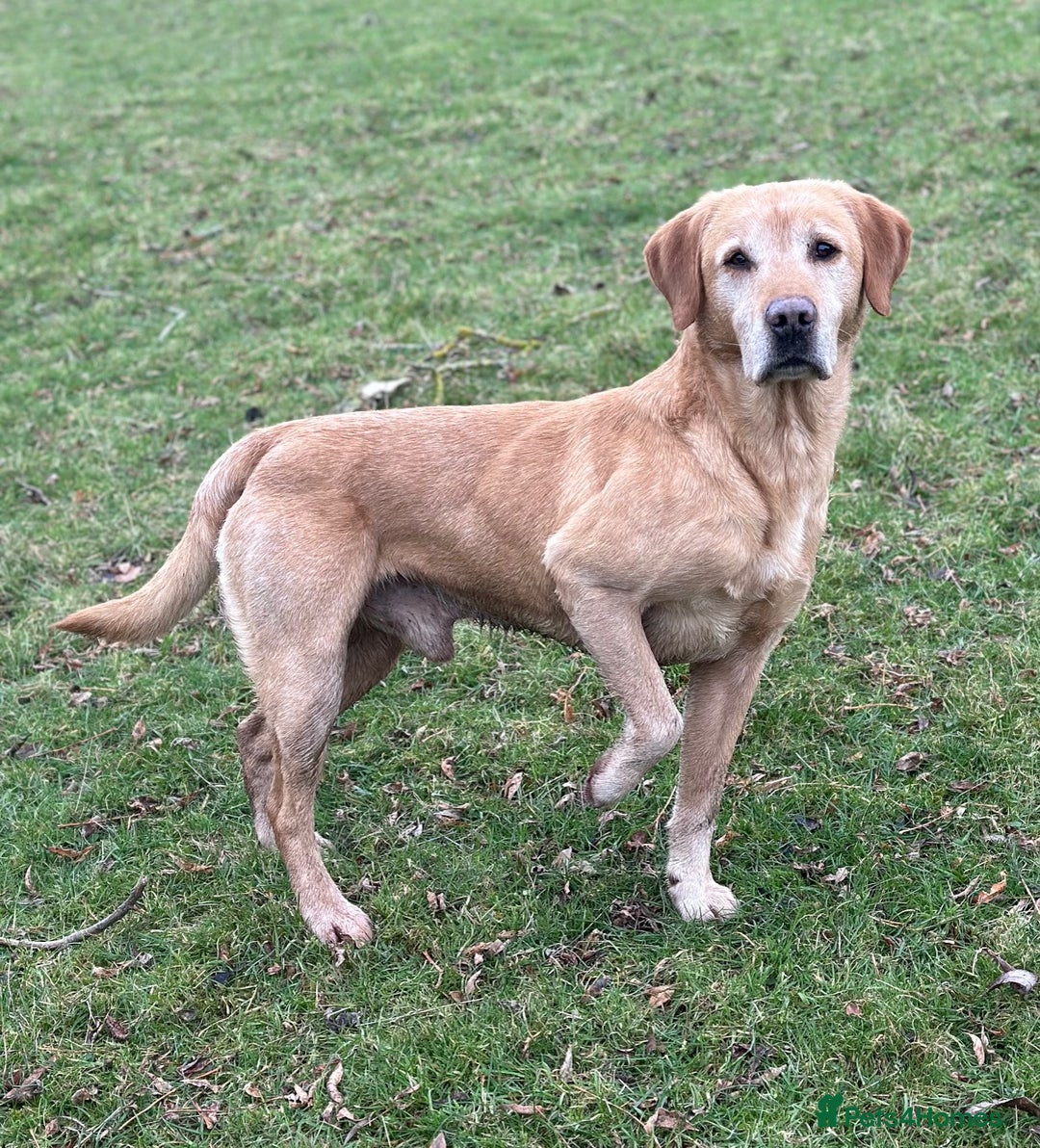 Labrador Retriever dogs for sale: Stunning Working bred yellow Labs Raised in home - Image 10