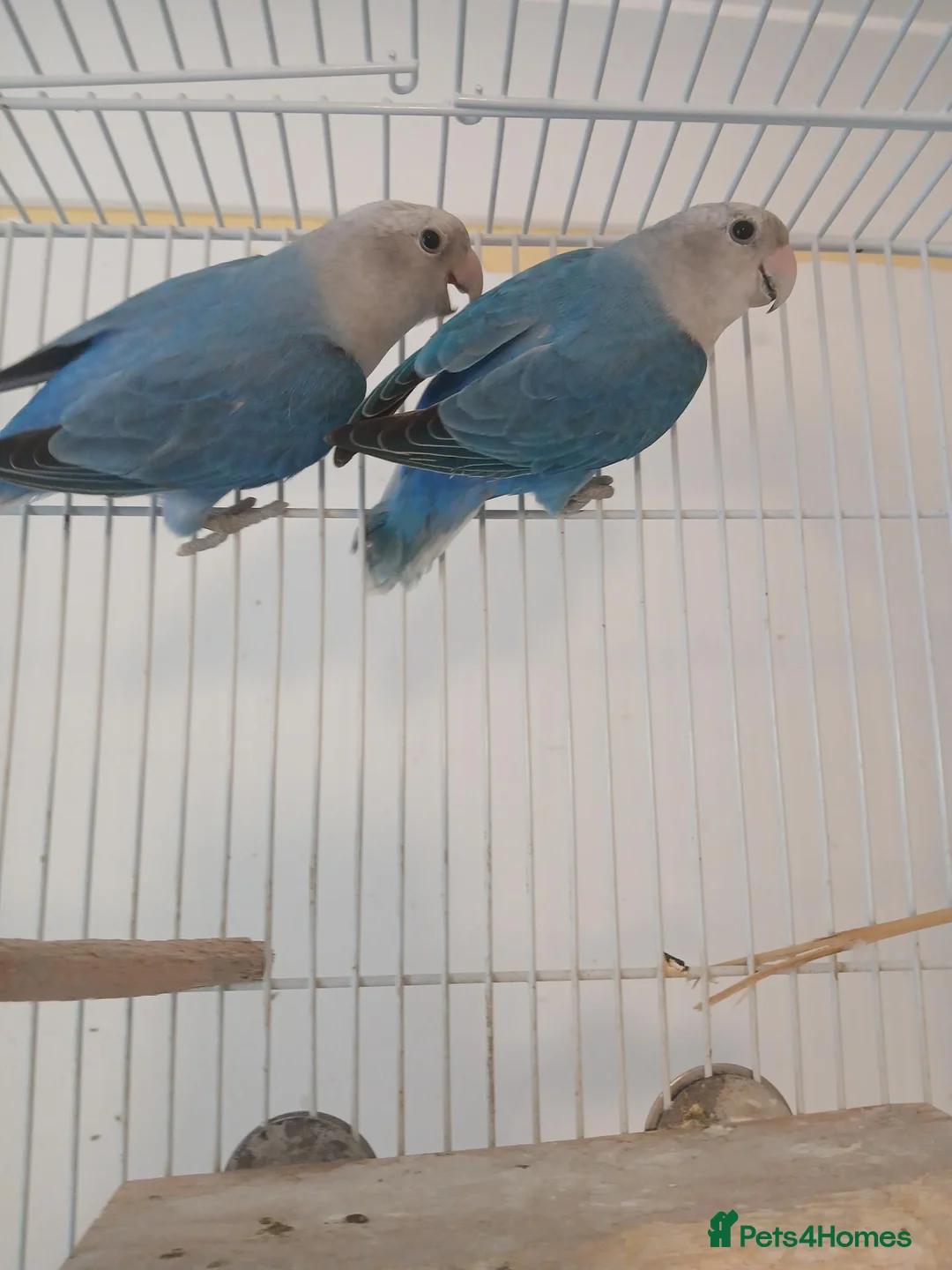 Lovebirds birds for sale: Lovebird pair £70 - Advert 2