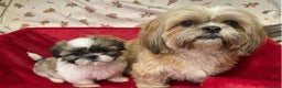Shih Tzu dogs for sale: Shih Tzu puppy's  - Advert 17