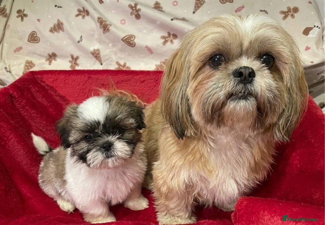 Shih Tzu dogs for sale: Shih Tzu puppy's  - Advert 17