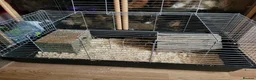 Guinea Pig rodents for sale: Guinea Pig Free to Good Home - Advert 10