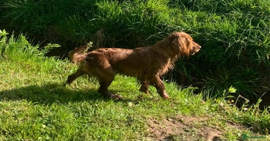 Cocker Spaniel dogs - Advert 16