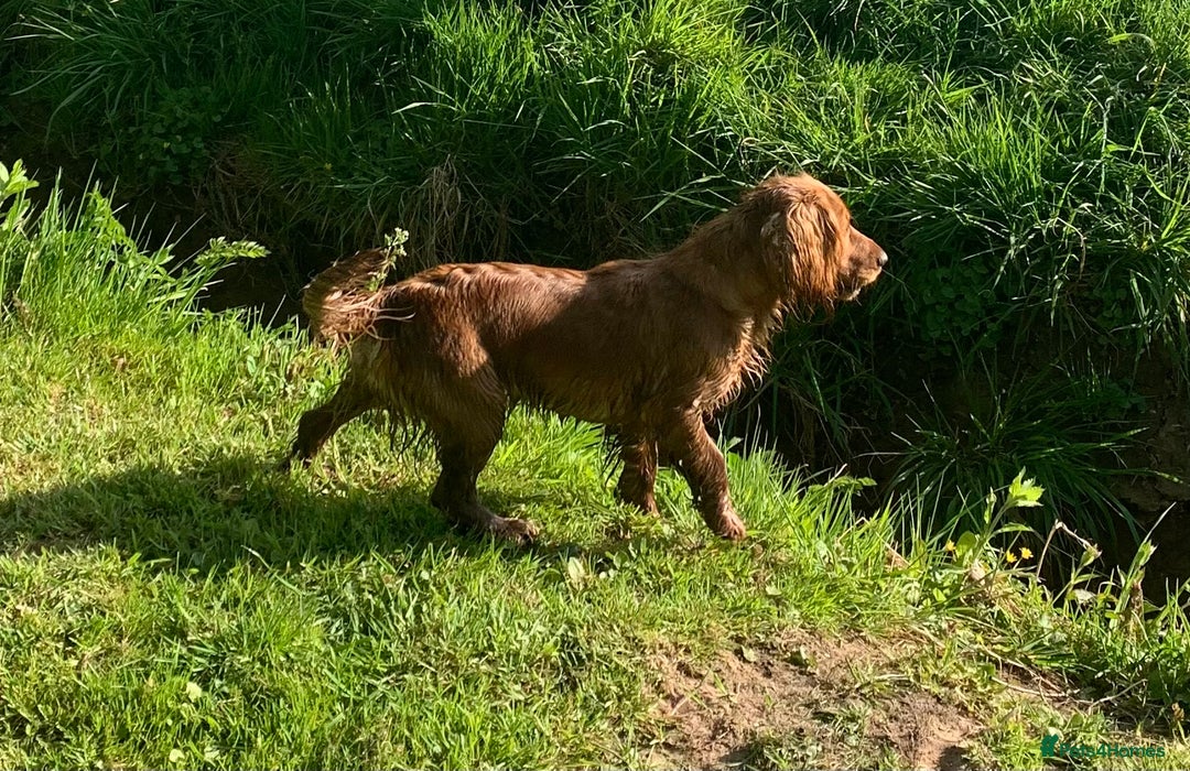 Cocker Spaniel dogs for sale: Beautiful KC Cocker Spaniel for sale!!!  - Image 3