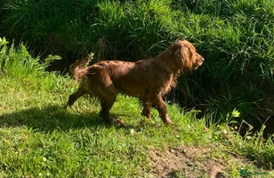 Cocker Spaniel dogs - Advert 16