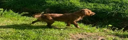 Cocker Spaniel dogs for sale: Beautiful KC Cocker Spaniel for sale!!!  - Advert 3