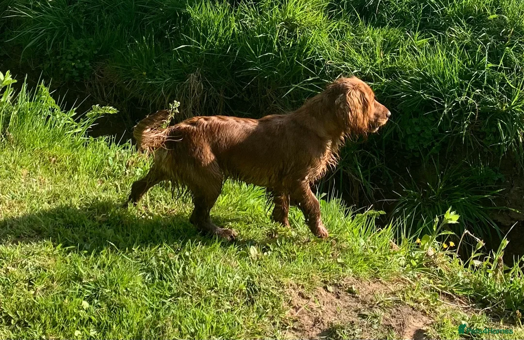 Cocker Spaniel dogs for sale: Beautiful KC Cocker Spaniel for sale!!!  - Advert 3