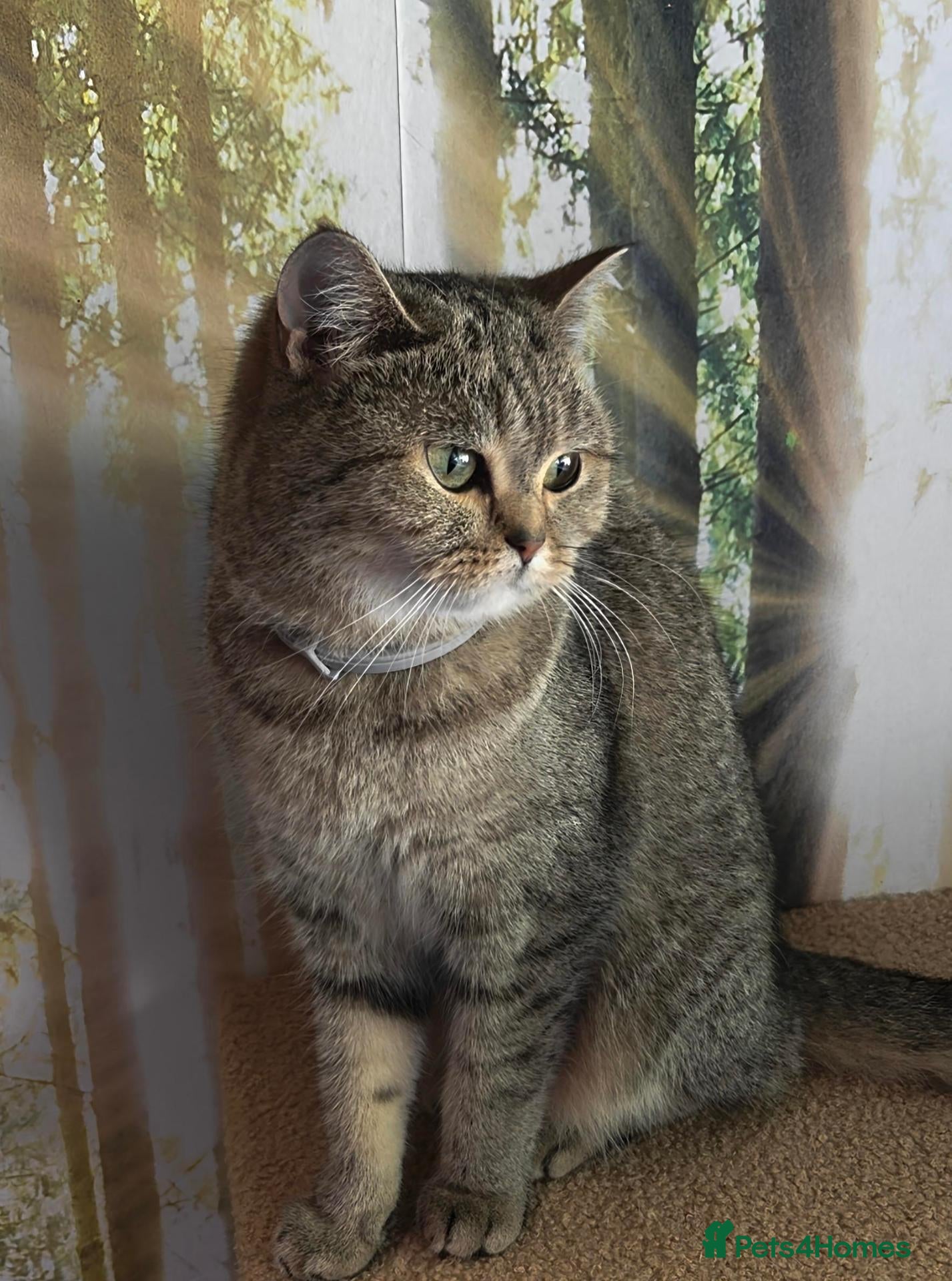 British Shorthair cats Beautiful BSH female, GCCF Active - Advert 1