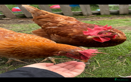 Chickens poultry for sale: Beautiful Hens - Image 9