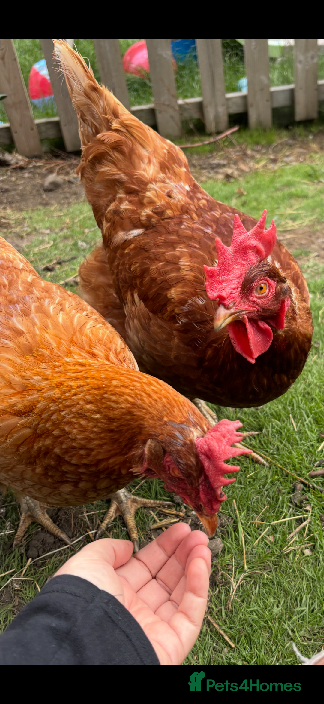 Chickens poultry for sale: Beautiful Hens - Image 9
