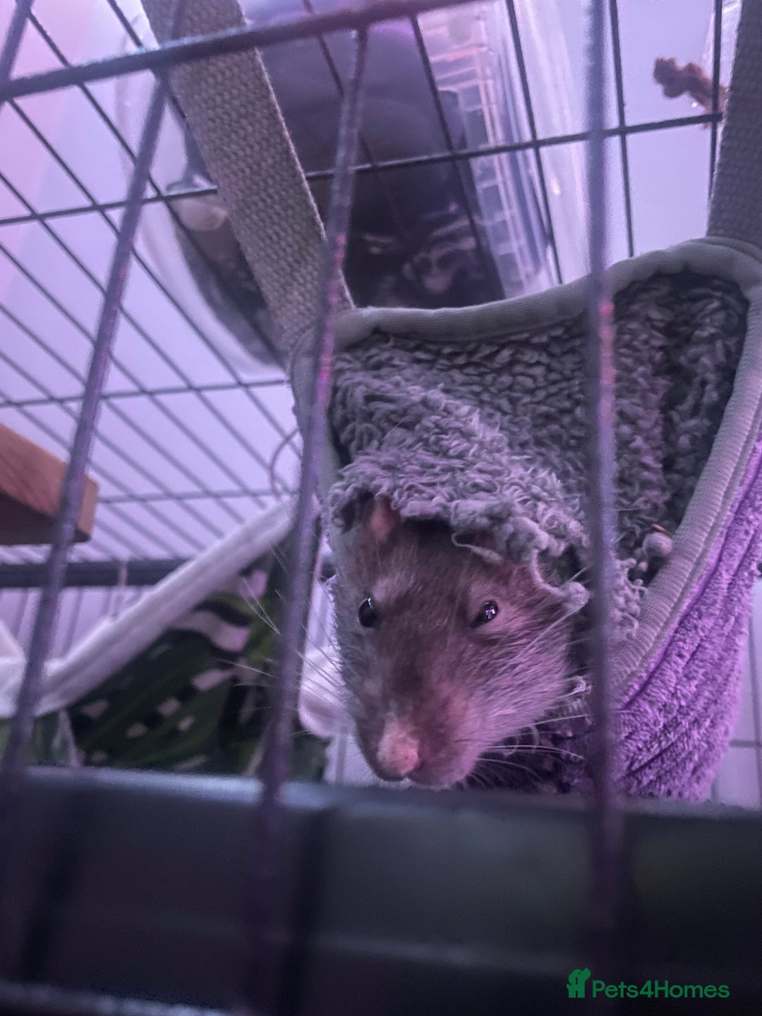 Rat rodents for sale: Rats need rehoming!! - Image 7