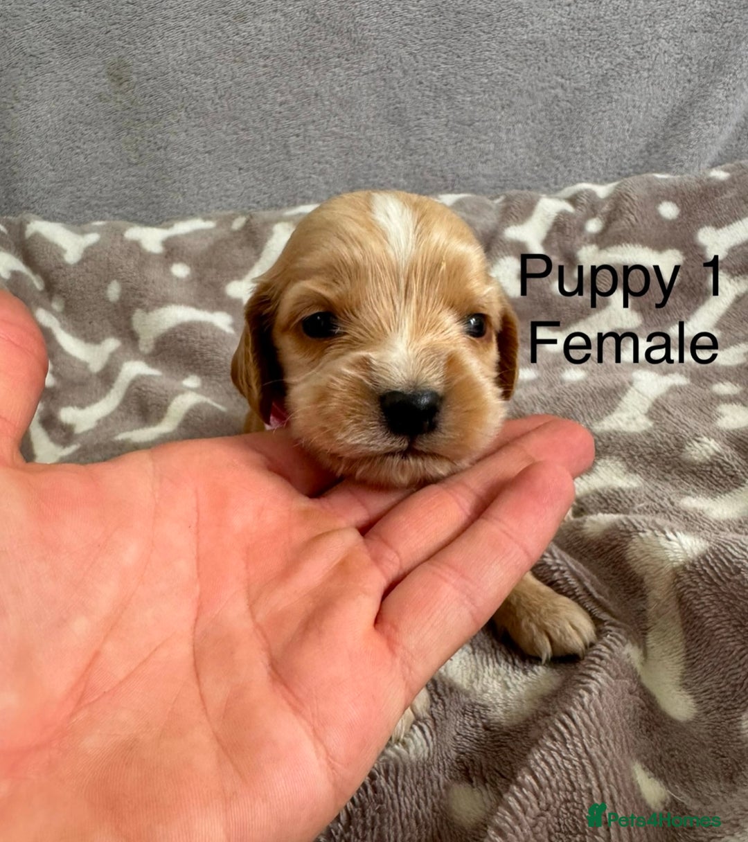 Cocker Spaniel dogs for sale: 🐾⭐️Exceptional ShowType Cocker Spaniel Puppys🐾⭐️ - Image 7