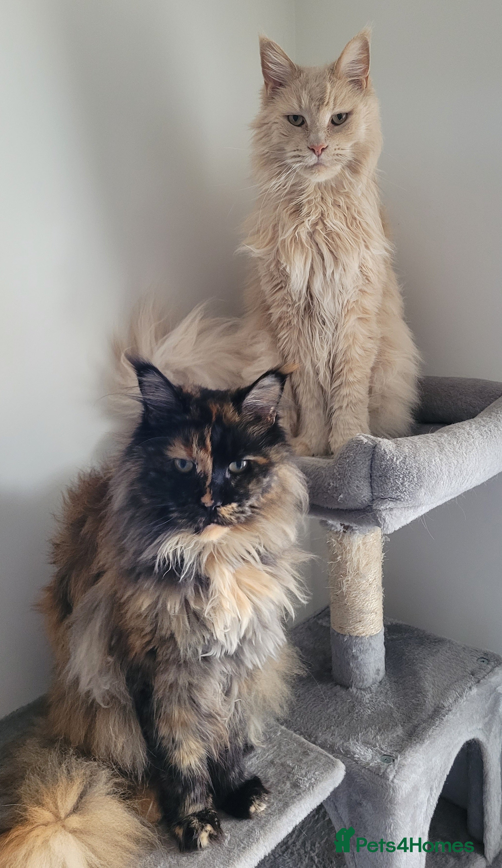 Maine Coon cats Gorgeous male and female maine coons - Advert 2