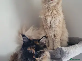 Maine Coon cats Gorgeous male and female maine coons - Advert 2