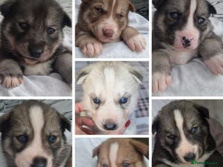 Siberian Husky dogs Beautiful full breed siberian husky Pups ❤️ - Advert 4
