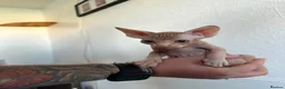 Sphynx cats for sale: Canadian sphynx ready to leave now  - Advert 13