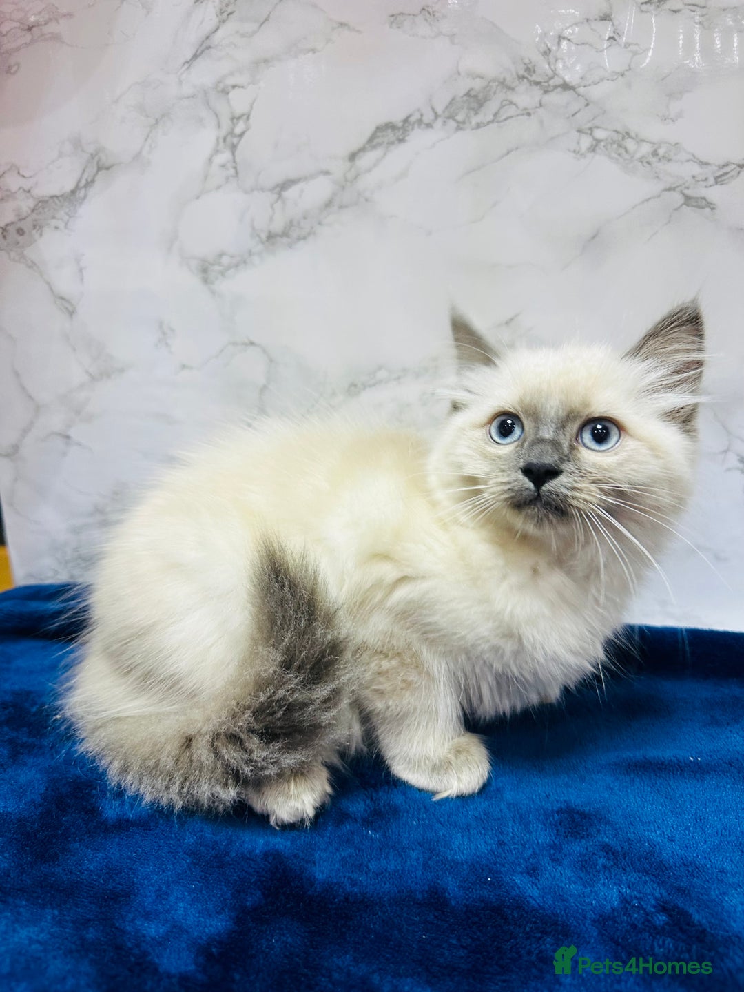 Ragdoll cats for sale: TICA Registered Magnificent Ragdoll kittens  - Image 9