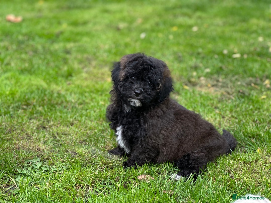 Shihpoo dogs for sale: Absolutely stunning Shihpoo pups ready now ❤️ - Image 25
