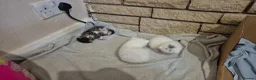Mixed Breed cats for sale: 5 little kittens - Advert 12