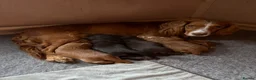 Cocker Spaniel dogs for sale: Cocker spaniel puppies for sale in Sheffield - Advert 1
