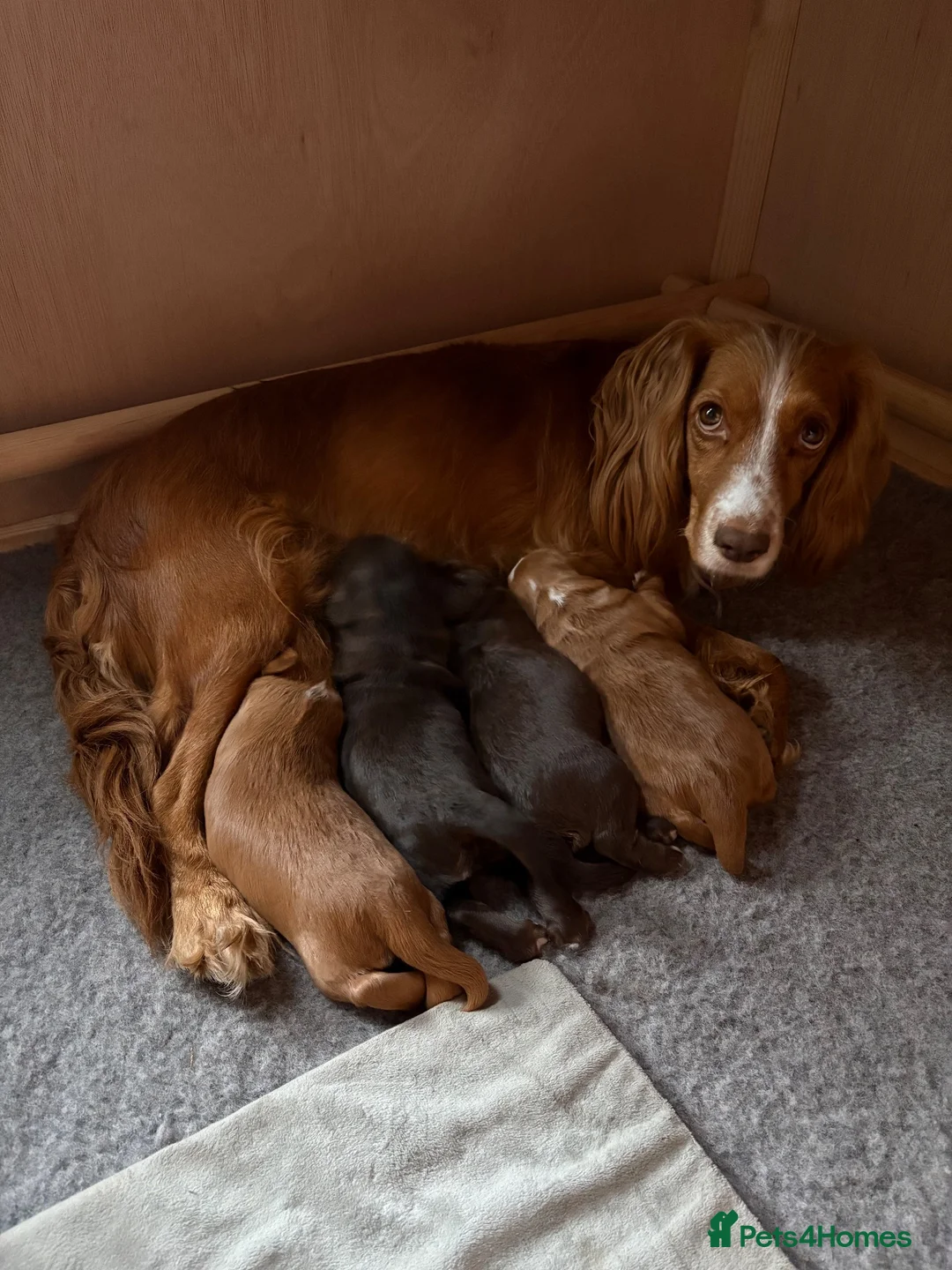 Cocker Spaniel dogs for sale: Cocker spaniel puppies for sale in Sheffield - Advert 1