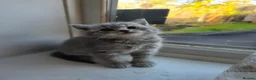 British Shorthair cats for sale: British Shorthair kittens - Advert 3