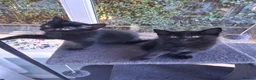 Mixed Breed cats for sale: Gorgeous Tortoiseshell and ghost tabbies 😻 - Advert 28
