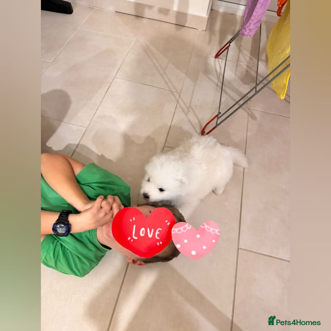 Samoyed dogs for sale: Lovely 4 GIRLS Samoyed puppy - Advert 14