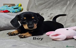 Miniature Dachshund dogs for sale: Ready boy or girl Black and tan smooth Dachshund's - Image 13
