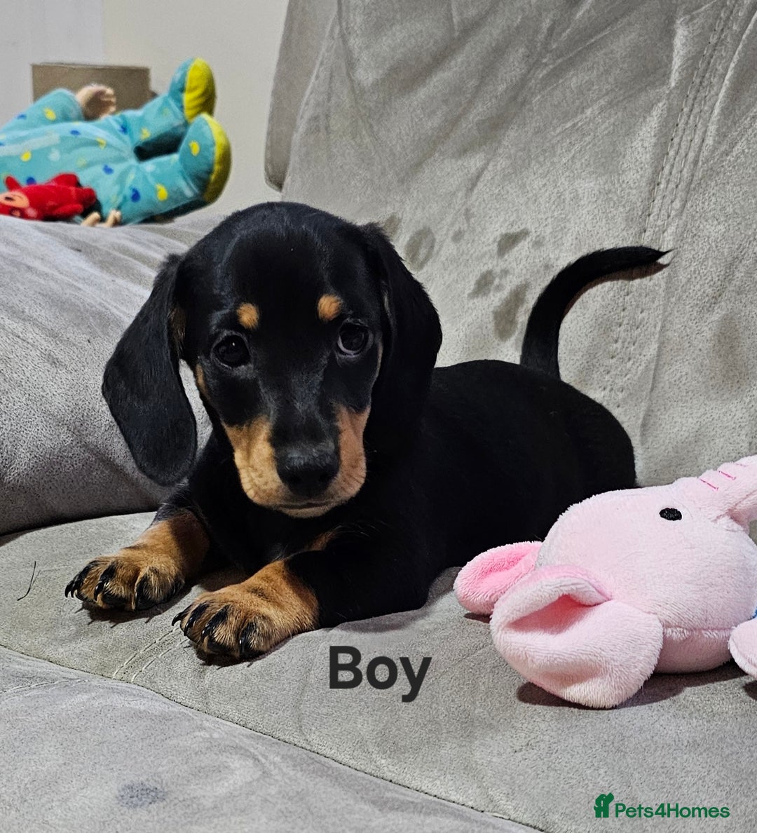 Miniature Dachshund dogs for sale: Ready boy or girl Black and tan smooth Dachshund's - Image 13