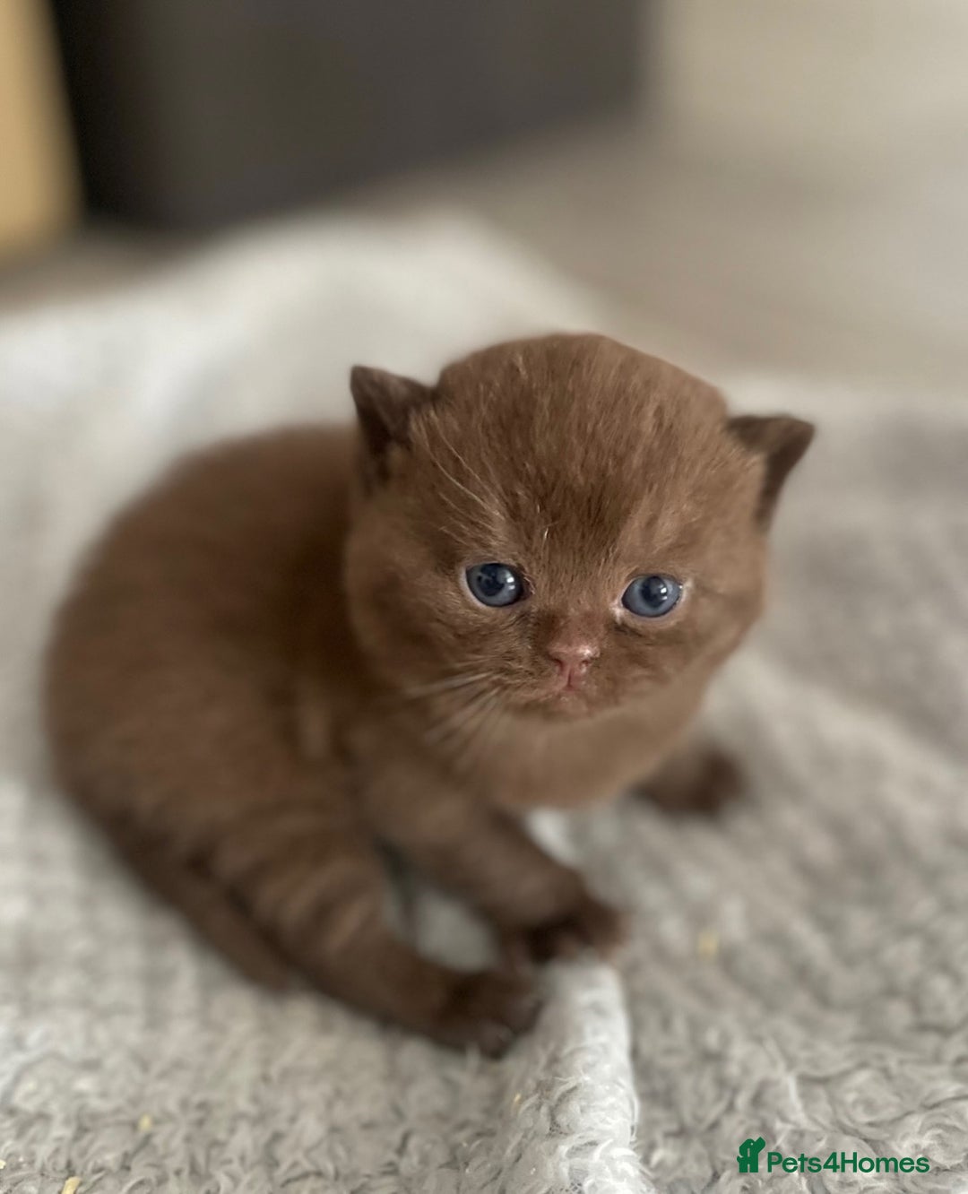 British Shorthair cats for stud: 🐻 RARE CINNAMON GCCF TICA STUD CARRYING CHOCO  in Derby - Image 9