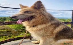 German Shepherd dogs for stud: Isabella & tan German shepherd stud dog - Image 2